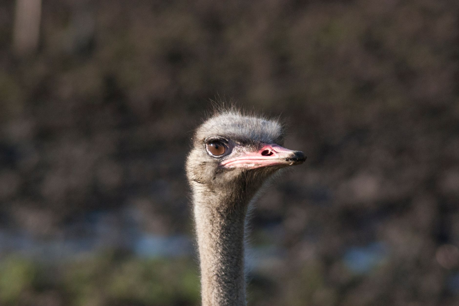 Detailed close-up of an ostrich head in its natural environment, showcasing its features. — Informative guide about selling N